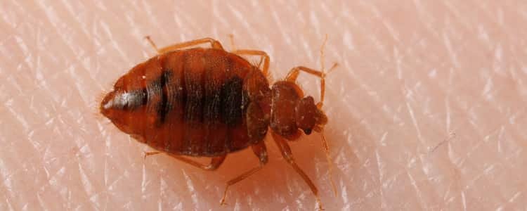 Bed Bug Control Franklin